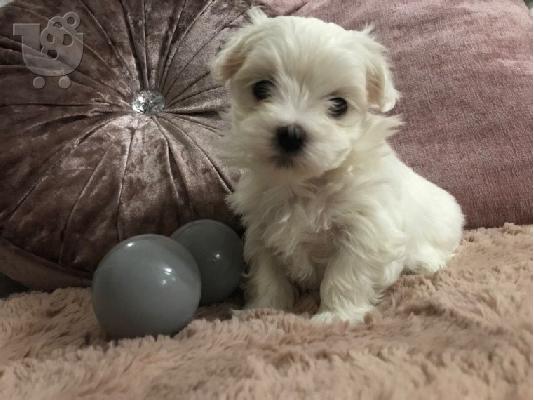 PoulaTo: Μαλτέζικα κουτάβια